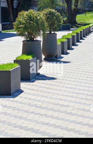 An alley of concrete street pots with green grass and bushes arranged diagonally along the sidewalk in sunlight. Stock Photo