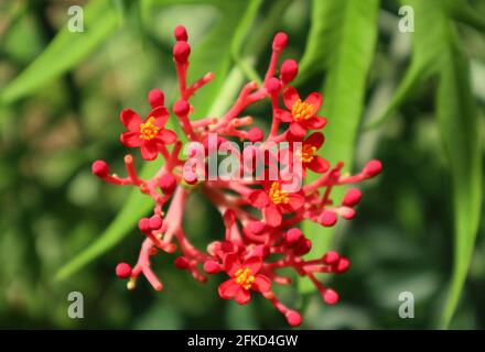 Close up of a cluster of tiny red flowers in a sunny day Stock Photo