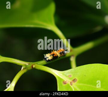 Focus on head of a multi color caterpillar on a cinnamon branch Stock Photo