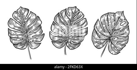 Monstera tropical leaves sketch. Vector illustration set isolated on white Stock Vector