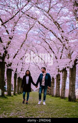 Sakura Cherry blossoming alley. Wonderful scenic park with rows of blooming cherry sakura trees and green lawn in spring, Netherlands. Pink flowers of the cherry tree. couple man and woman mid age Stock Photo