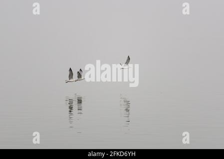 Nebel wenig Sicht Möwe fliegend Flügel schlagend weg fort grau längs Seite seitlich Verfolgung knapp über Wasser Stock Photo