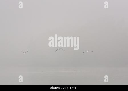 Nebel wenig Sicht Möwe fliegend Flügel schlagend weg fort grau längs Seite seitlich Verfolgung knapp über Wasser von hinten Stock Photo