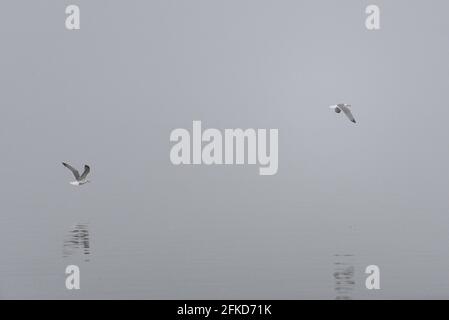 Nebel wenig Sicht Möwe fliegend Flügel schlagend weg fort grau längs Seite seitlich Verfolgung knapp über Wasser Stock Photo