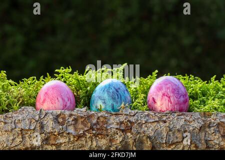 Three Easter eggs in the forest in a nest made of tree trunk decorated with moss Stock Photo