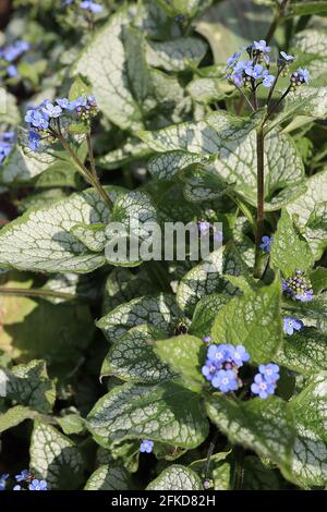 Brunnera macrophylla ‘Jack Frost’ Great Forget-me-not Jack Frost – sprays of vivid blue flowers and green gold heart-shaped leaves, April, England, UK Stock Photo