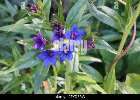 Lithospermum purpurocaeruleum Buglossoides purpurocaeruleum Creeping gromwell – vivid blue and purple flowers and lance-shaped leaves,  April, England Stock Photo