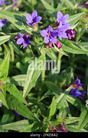 Lithospermum purpurocaeruleum Buglossoides purpurocaeruleum Creeping gromwell – vivid blue and purple flowers and lance-shaped leaves,  April, England Stock Photo