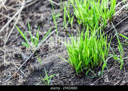 Young green grass grows from black earth Stock Photo