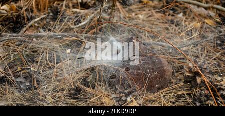 Spider web. Spider nest hole. Selective focus. Funnel weaving spider deep inside her tunnel Stock Photo