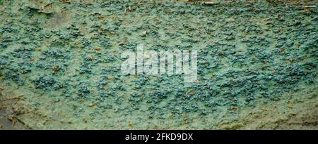 Algae polluted water. film of algae on surface of the water preventing the formation of oxygen and causing death to aquatic organisms Stock Photo