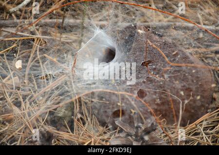 Spider web. Spider nest hole. Selective focus. Funnel weaving spider deep inside her tunnel Stock Photo