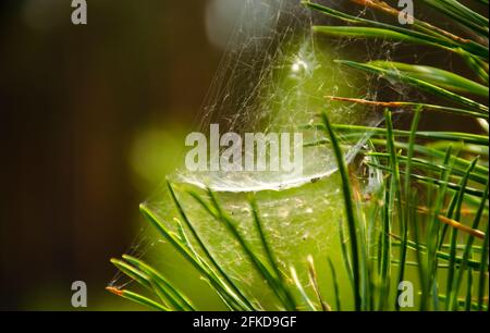 Domed Spider web on spring branch, Spider Web against green forest background, Close-up, pine needles Tree. Selective focus Stock Photo