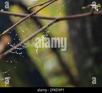 Spider web on spring branch, Spider web with raindrops, Selective focus. Drop, Water, Spider Web against Dark background, Close-up, Web, Tree. Stock Photo