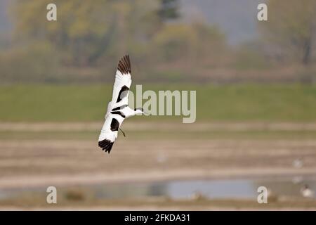 Avocet in flight at Steart Marshes Somerset UK Stock Photo
