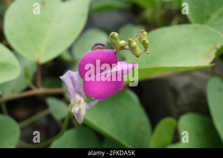 Lathyrus grandiflorus with a natural background. Also called two-flowered everlasting pea flower Stock Photo