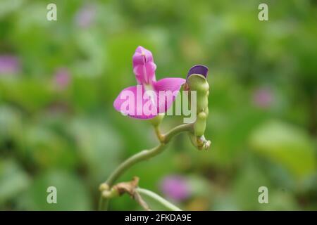 Lathyrus grandiflorus with a natural background. Also called two-flowered everlasting pea flower Stock Photo