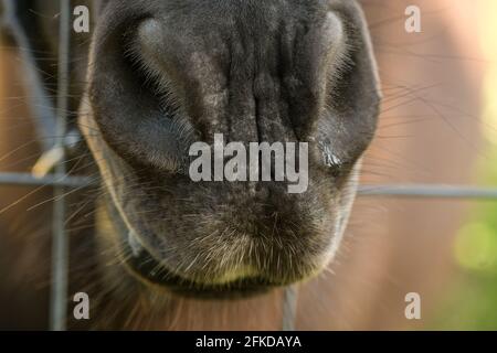 Close up view of captivity horse mouth in a stable,domestic animal breed Stock Photo
