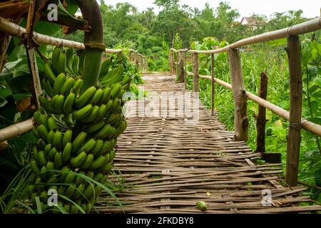 Luang Prabang, Laos - July 3, 2016:  A footbridge leading through the jungle. Stock Photo