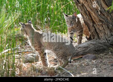 A Bobcat Kitten is seen in Phoenix, Arizona. Stock Photo