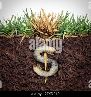 Lawn damage cost and grub damaging a garden as chinch larva damaging grass roots causing an expensive brown patch disease in the turf as a composite. Stock Photo