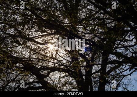 Wide-shot of the sun shining through the branches of a tree on a spring day Stock Photo