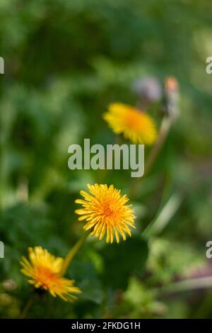 Three yellow dandelion flowers against a blurry green background on a sunny spring day Stock Photo