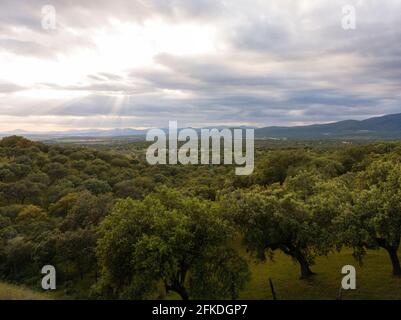 landscape of Dehesa in Extremadura in spring Horizontal Stock Photo