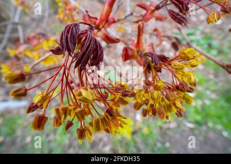 Norway Maple Flowers, (Acer platanoides), Tree Flowering in Spring Stock Photo