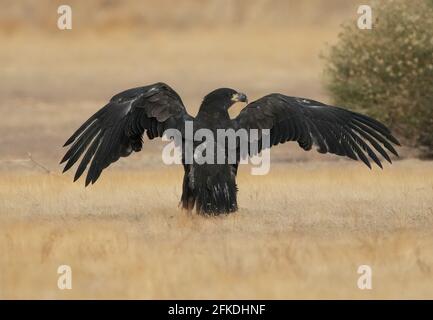 An Immature Bald Eagle is seen at Canyon Lake in Arizona. Stock Photo