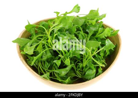 A Bowl of Fresh Watercress (Nasturtium officinale), isolated on white background Stock Photo