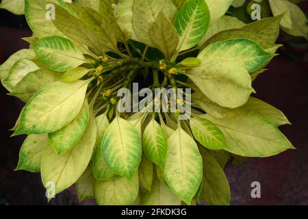 The yellow green colour poinsettia potted house plant . Stock Photo