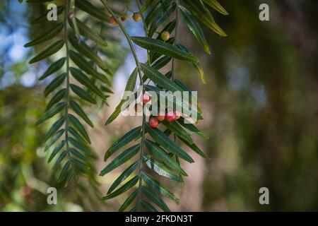 close-up beautiful tree with fruits of black pepper surrounded by many bright green leaves, soft focus Stock Photo