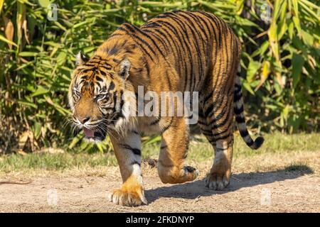 Sumatran Tiger in an Australia Zoo Stock Photo