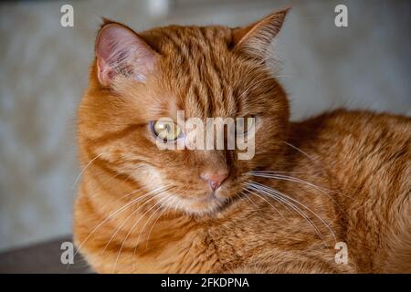 Ginger tabby cat with tiger-like stripes on head. Red cat looking side and posing proudly. Young cat head with ginger eyes and long white whiskers Stock Photo