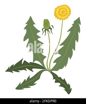 Dandelion flower bush, grass flourishing flower Stock Vector