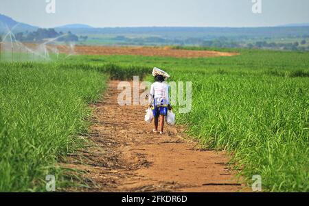 South Africa boasts picturesque landscape including tea estates, sugar cane fields and roads cutting through fields Stock Photo