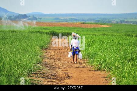 South Africa boasts picturesque landscape including tea estates, sugar cane fields and roads cutting through fields Stock Photo