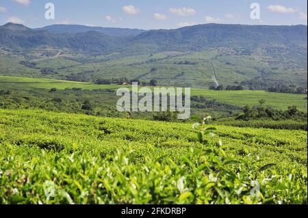 South Africa boasts picturesque landscape including tea estates, sugar cane fields and roads cutting through fields Stock Photo