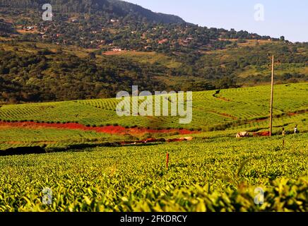 South Africa boasts picturesque landscape including tea estates, sugar cane fields and roads cutting through fields Stock Photo