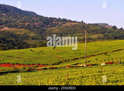 South Africa boasts picturesque landscape including tea estates, sugar cane fields and roads cutting through fields Stock Photo