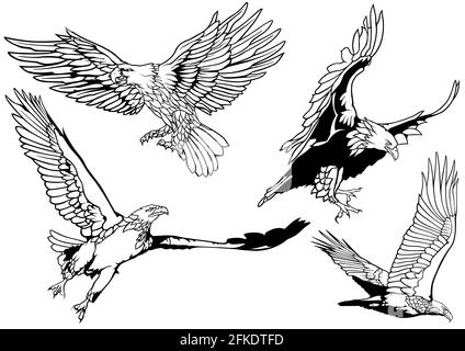 Black and White Set of Wild Bald Eagle Stock Vector