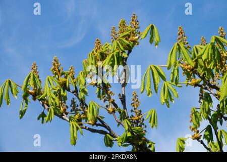 Conker tree budding Aesculus hippocastanum Horse chestut branches Stock Photo