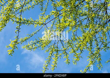 Brittle willow catkins Salix fragilis Branches Spring Crack willow Twigs Against blue sky Willow Aments Brittle willow Branches Plant Spring pollen Stock Photo