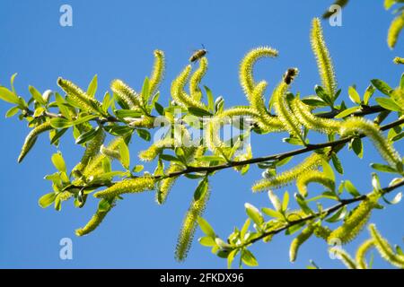 Salix fragilis willow Catkins Spring Pollen Willow Branches Crack willow Brittle willow Aments Against Blue sky Salix Flowering Springtime Bees blooms Stock Photo