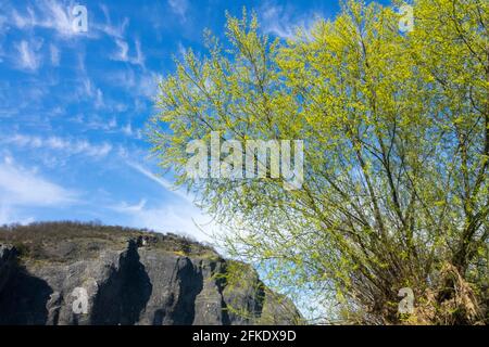 Crack willow tree Brittle willow Salix fragilis tree Stock Photo