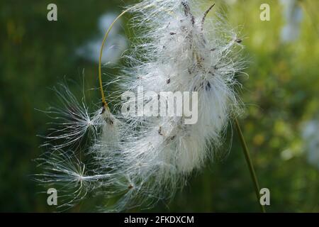 closeup of white fluff from a weed blowing in the wind Stock Photo