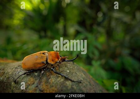 Rhinoceros elephant beetle, Megasoma elephas, very big insect from rain forest in Caostarica. Beetle siting on the tree trunk in the green jungle habi Stock Photo