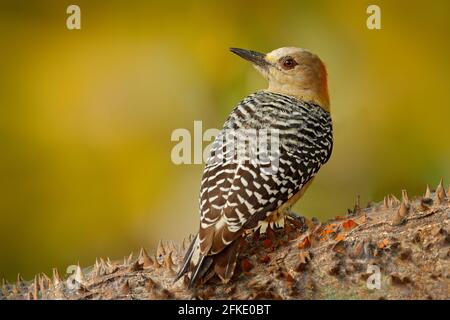 Woodpecker from Costa Rica, Hoffmann's Woodpecker, Melanerpes hoffmanni, sitting on the tree trunk with nesting hole, bird in the nature habitat, Cost Stock Photo