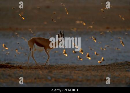 Springbok antelope, Antidorcas marsupialis, in the African dry habitat, Etocha NP, Namibia. Mammal from Africa. Springbok in evening back light. Sunse Stock Photo